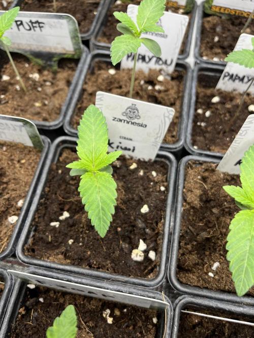 Kiwi x Papaya. Mavericks Genetics. Week 1