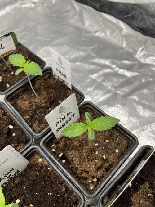 Pink Sunset. Silentseeds. Week 1