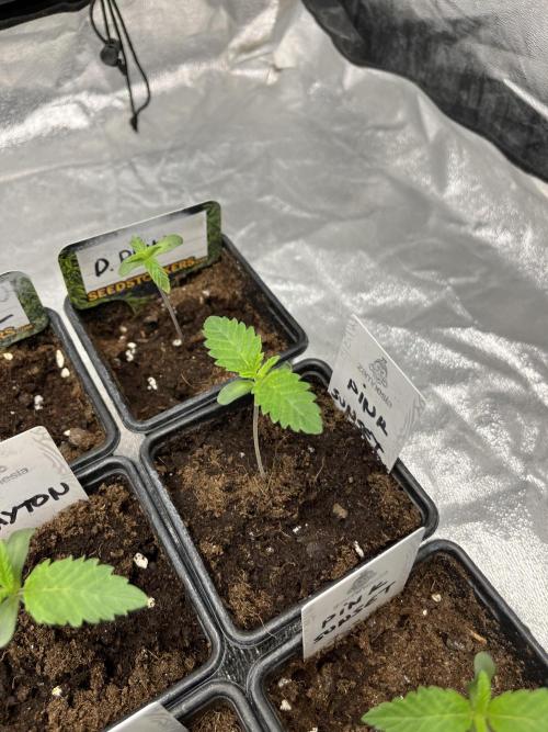 Pink Sunset. Silentseeds. Week 1