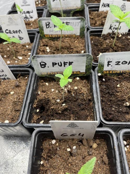 Barcelona Puff. Seedstockers. Week 1