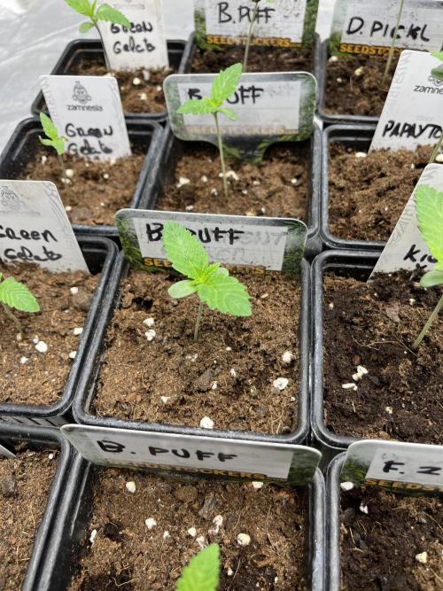 Barcelona Puff. Seedstockers. Week 1