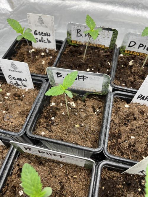 Barcelona Puff. Seedstockers. Week 1