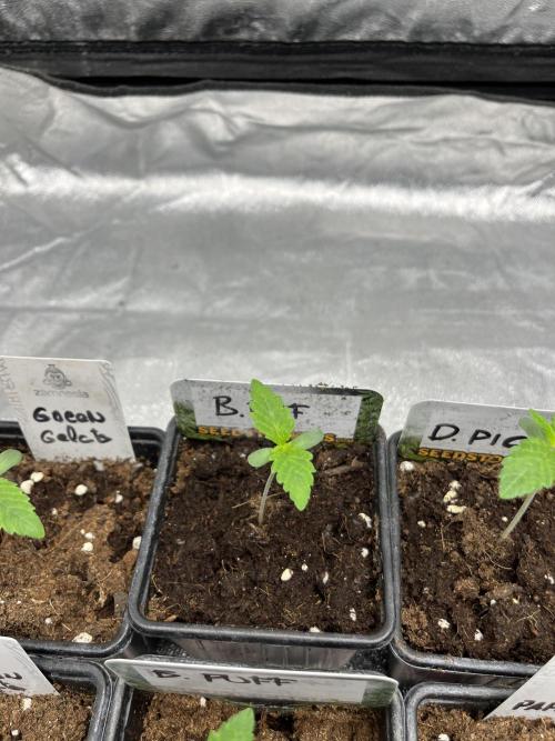 Barcelona Puff. Seedstockers. Week 1