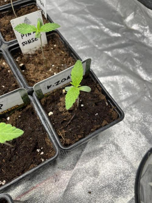 Fishy Zoap. Seedstockers. Week 1