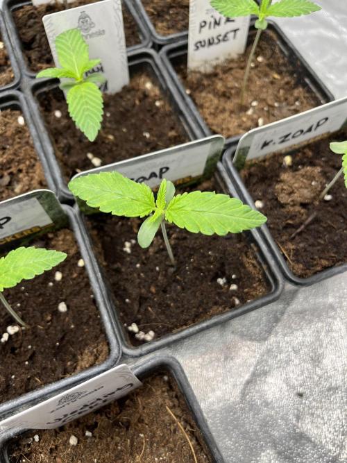 Fishy Zoap. Seedstockers. Week 1