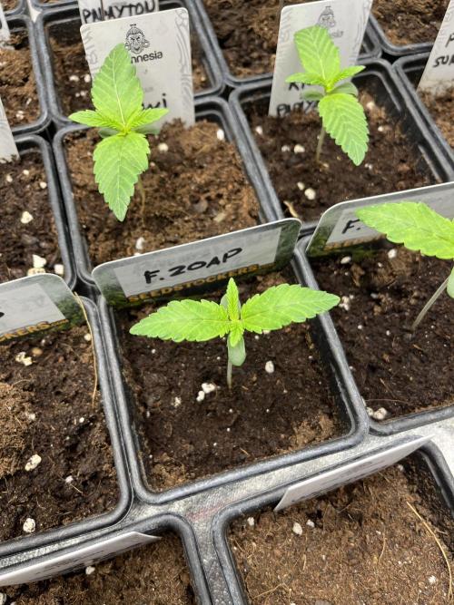 Fishy Zoap. Seedstockers. Week 1