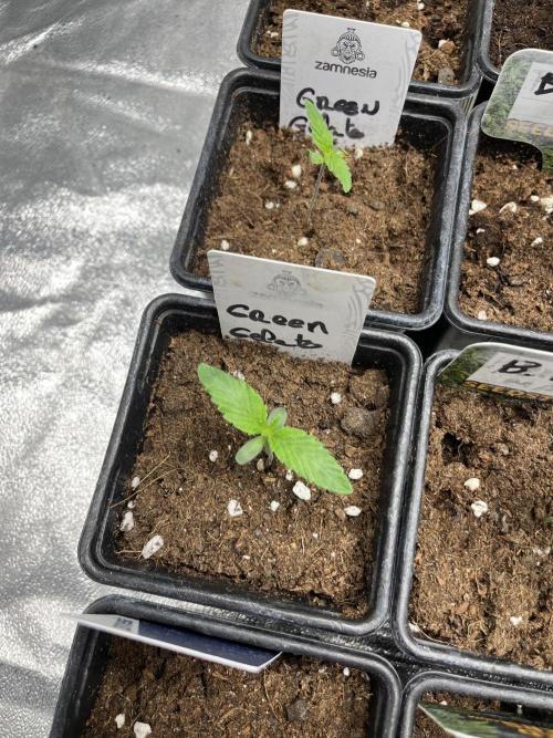 Green Gelato. RoyalQueenSeeds. Week 1