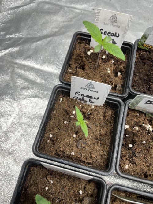 Green Gelato. RoyalQueenSeeds. Week 1