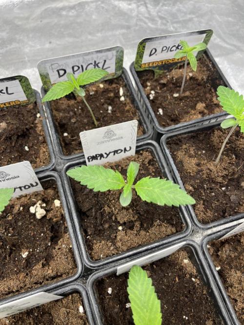 Papayton. Fastbuds. Week 1