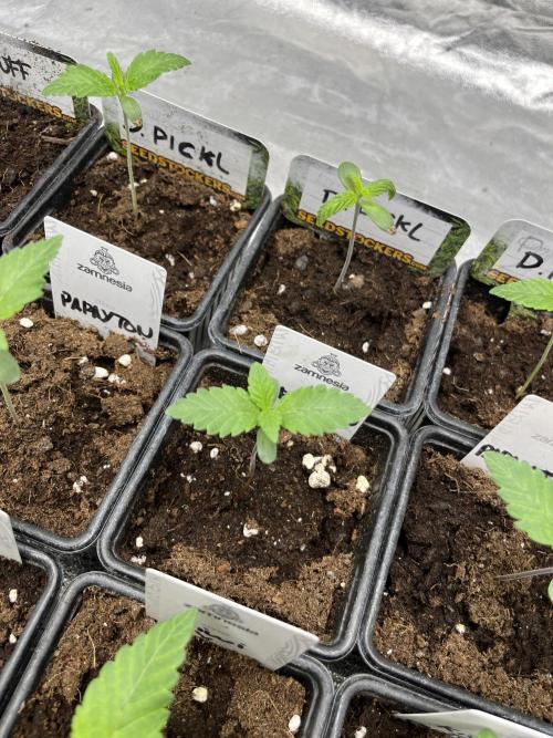 Papayton. Fastbuds. Week 1