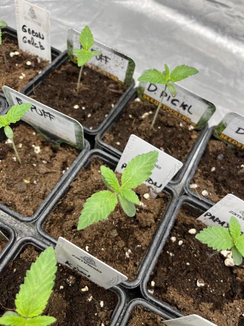 Papayton. Fastbuds. Week 1