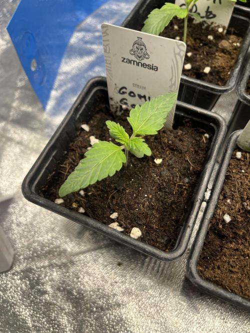 Gomu Gomu Mango. HighBreed. Week 2