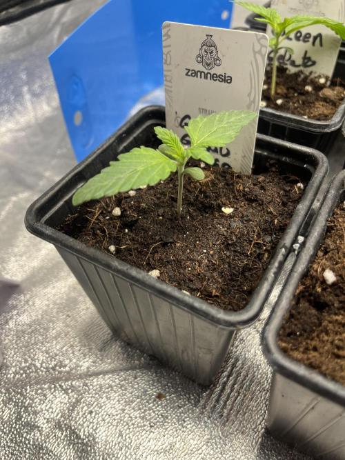 Gomu Gomu Mango. HighBreed. Week 2