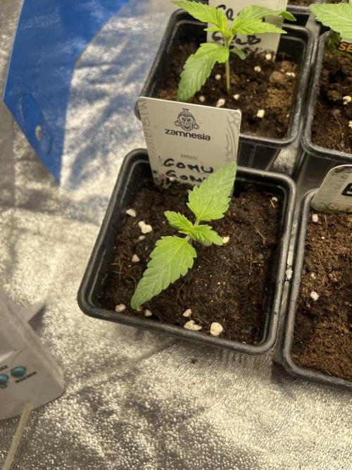 Gomu Gomu Mango. HighBreed. Week 2