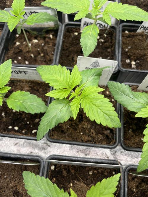 Kiwi x Papaya. Mavericks Genetics. Week 2