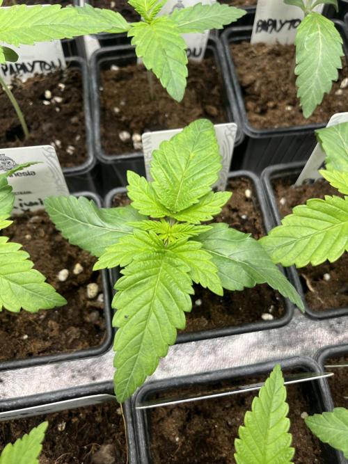 Kiwi x Papaya. Mavericks Genetics. Week 2