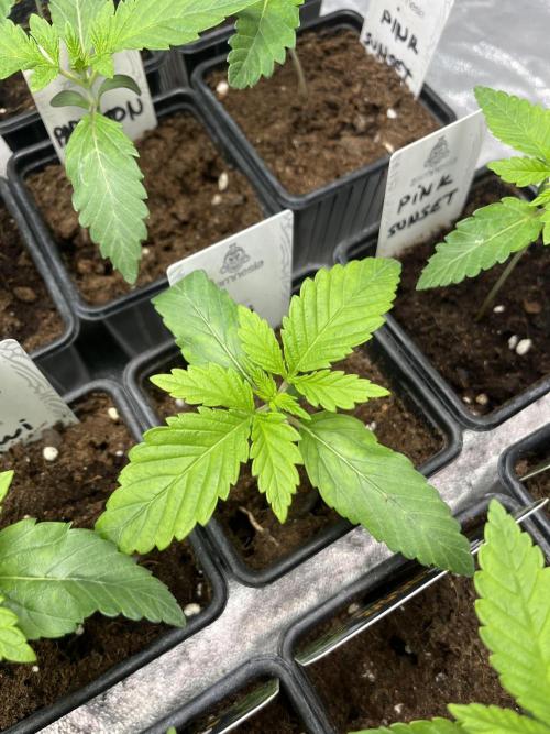 Kiwi x Papaya. Mavericks Genetics. Week 2