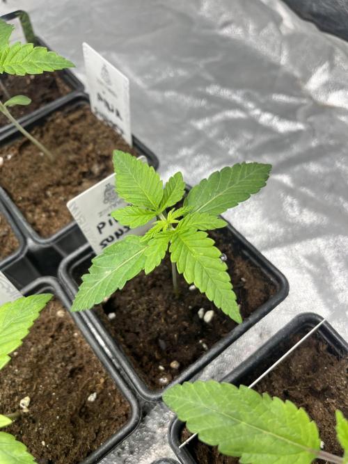 Pink Sunset. Silentseeds. Week 2