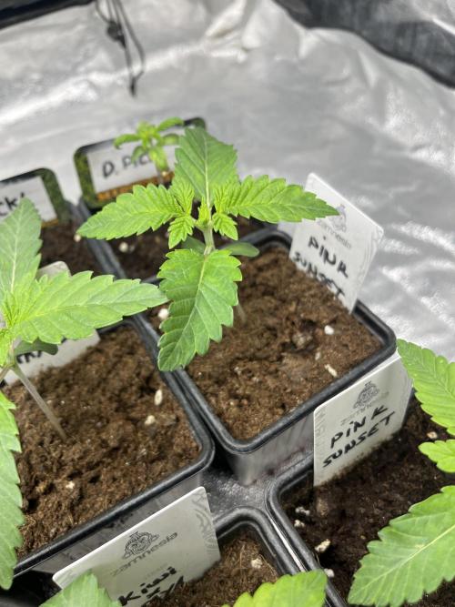 Pink Sunset. Silentseeds. Week 2