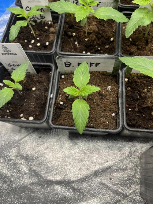 Barcelona Puff. Seedstockers. Week 2