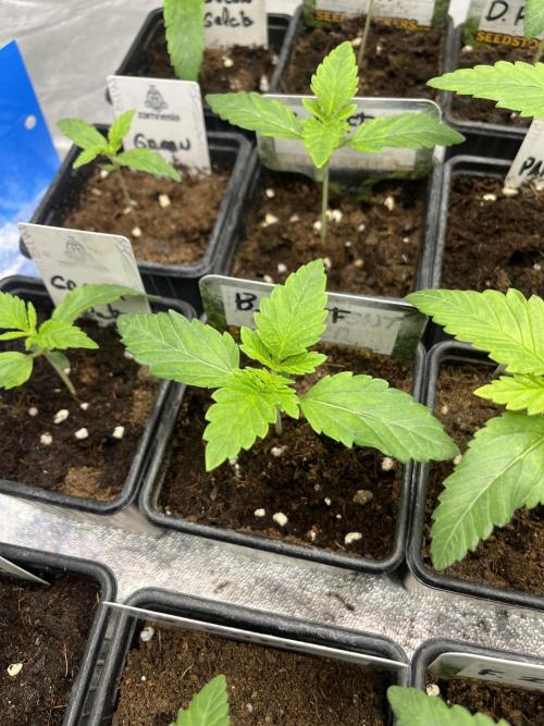 Barcelona Puff. Seedstockers. Week 2