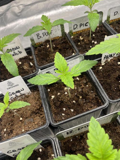 Barcelona Puff. Seedstockers. Week 2