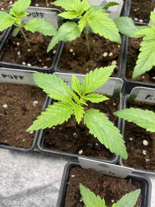 Fishy Zoap. Seedstockers. Week 2