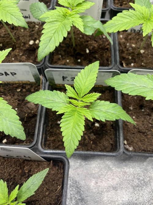 Fishy Zoap. Seedstockers. Week 2