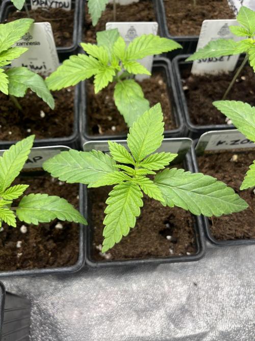 Fishy Zoap. Seedstockers. Week 2