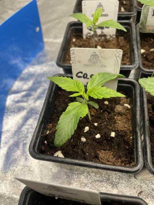 Green Gelato. RoyalQueenSeeds. Week 2