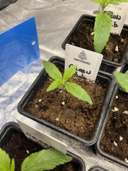 Green Gelato. RoyalQueenSeeds. Week 2