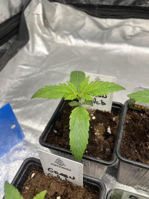 Green Gelato. RoyalQueenSeeds. Week 2