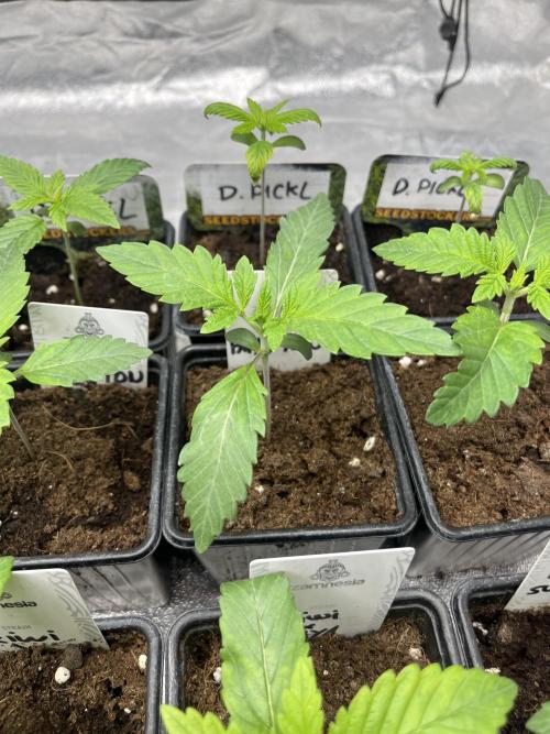 Papayton. Fastbuds. Week 2