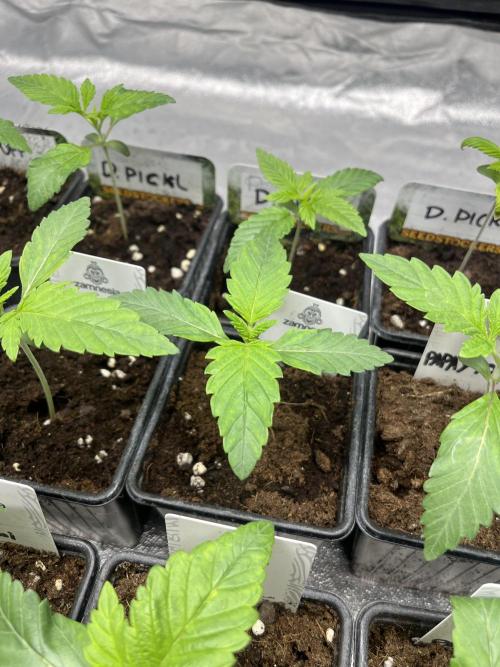 Papayton. Fastbuds. Week 2