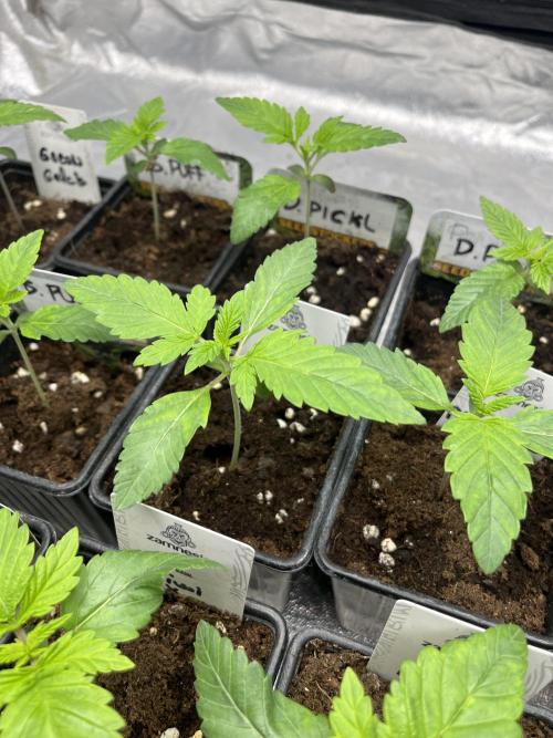 Papayton. Fastbuds. Week 2