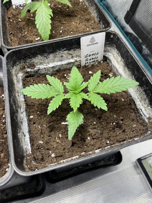 Gomu Gomu Mango. HighBreed. Week 3