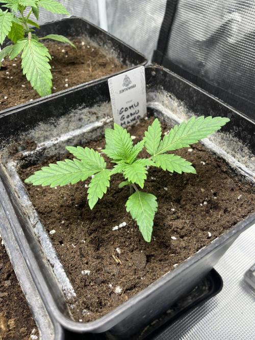 Gomu Gomu Mango. HighBreed. Week 3