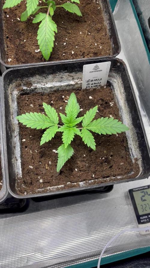 Gomu Gomu Mango. HighBreed