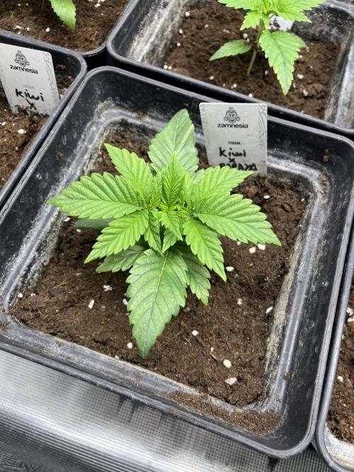 Kiwi x Papaya. Mavericks Genetics. Week 3