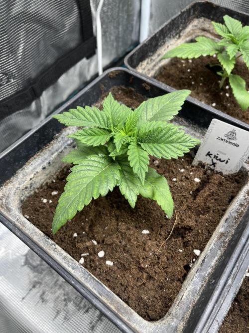 Kiwi x Papaya. Mavericks Genetics. Week 3