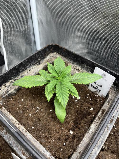 Kiwi x Papaya. Mavericks Genetics. Week 3