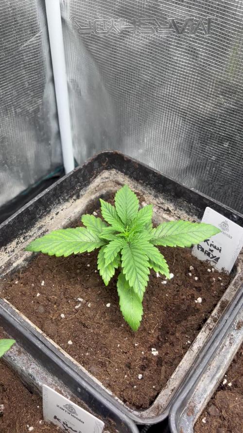 Kiwi x Papaya. Mavericks Genetics