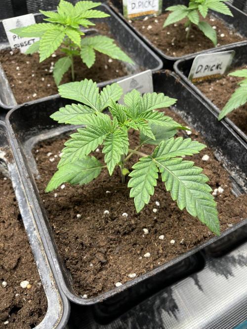 Pink Sunset. Silentseeds. Week 3