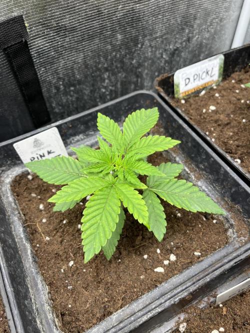 Pink Sunset. Silentseeds. Week 3