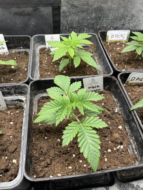 Pink Sunset. Silentseeds. Week 3