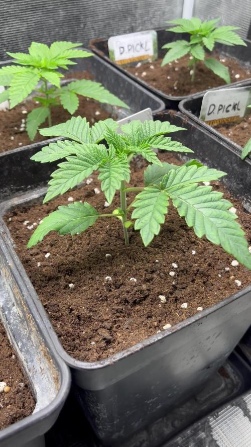 Pink Sunset. Silentseeds