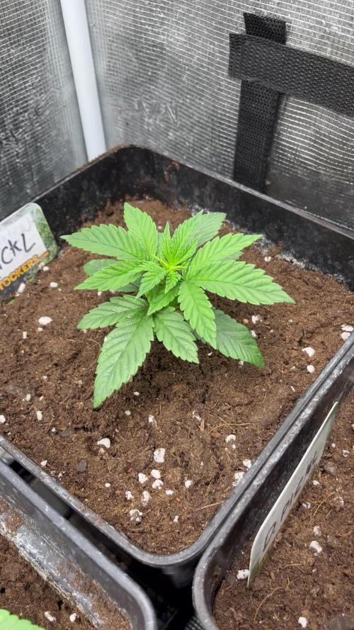 Drizl Pickl. Seedstockers