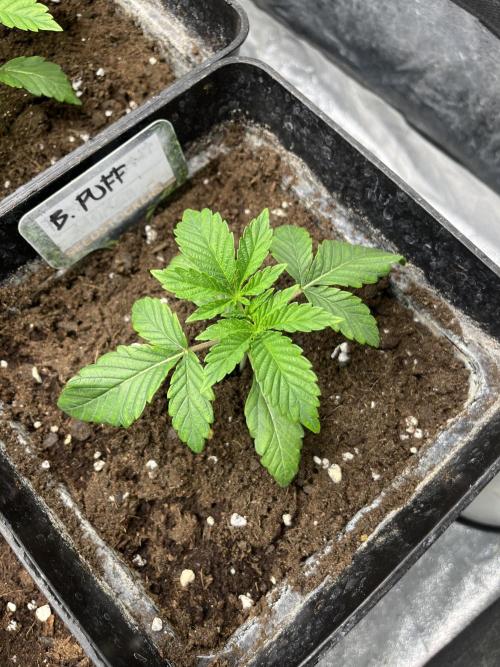 Barcelona Puff. Seedstockers. Week 3