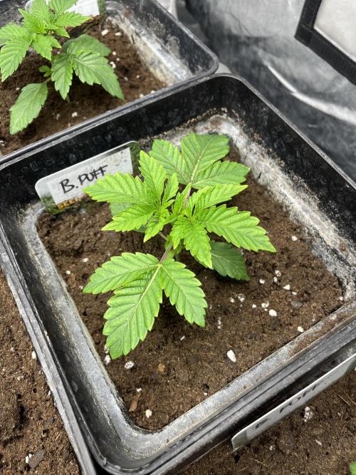 Barcelona Puff. Seedstockers. Week 3