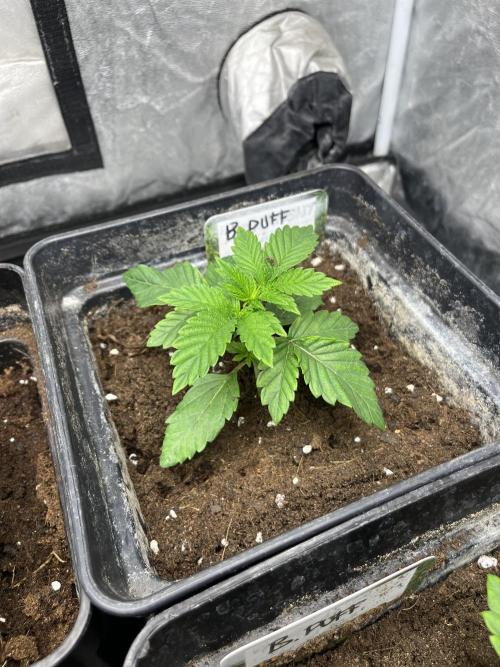 Barcelona Puff. Seedstockers. Week 3